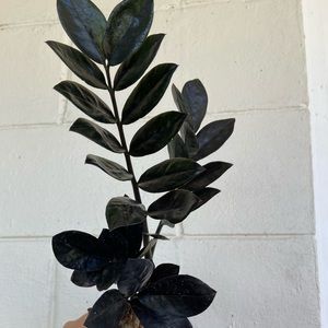 RAVEN ZZ 💚SOLD!!!!💚